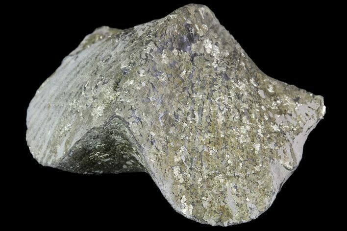 Pyrite Replaced Brachiopod (Paraspirifer) - Ohio #89718